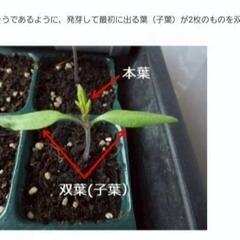 No.231【苗】🆕️商品‼️数量限定‼️フルーティーで極甘‼️⑫白いトウモロコシの苗【白雪レディ】20個3000円(1個150円)‼️相場同品種1個248円～＋税‼の画像