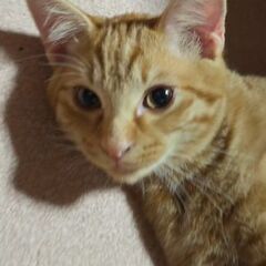 イケメン猫ちゃん里親募集なう