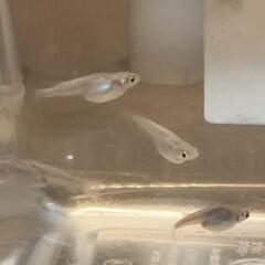 メダカ 成魚 6匹 の画像
