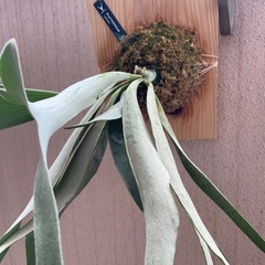 観葉植物ビカクシダ　ベイチー　　の画像