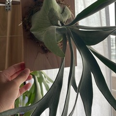 観葉植物　ビカクシダ　ベイチーの画像