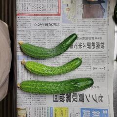 四洋？キュウリ330g3本の画像