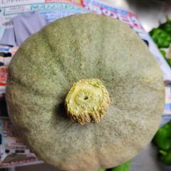 カボチヤ(夢味)1530g無農薬の画像