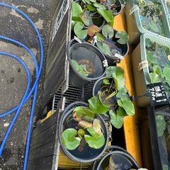 手作り携帯入れバック他にも浴衣、着物、帯、他 各種あります。　
旧蕎麦処まこもの画像
