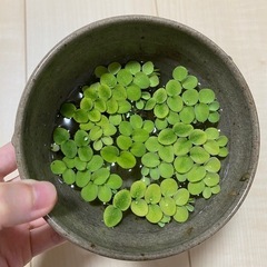 浮き草  水草の画像