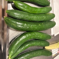 おいしい野菜🥒きゅうり🥒の画像