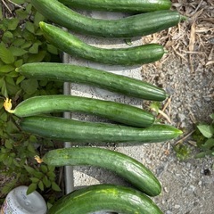 おいしい野菜🥒きゅうり🥒の画像