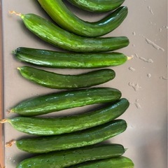 おいしい野菜🥒きゅうり🥒の画像