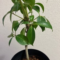 ツピタンサス　　の画像