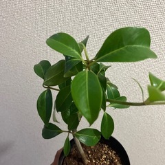 ツピタンサス　　の画像