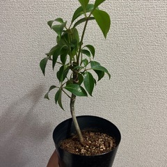 ツピタンサス　　の画像
