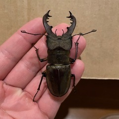 ミヤマクワガタ　65mm!　の画像