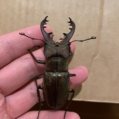 ミヤマクワガタ　64mm!の画像