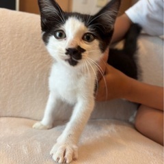 ハチワレ子猫 - 薩摩川内市