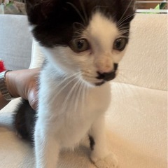 ハチワレ子猫