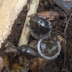 国産カブトムシ
の画像