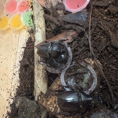 国産カブトムシ
の画像