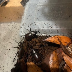 国産カブトムシ
の画像