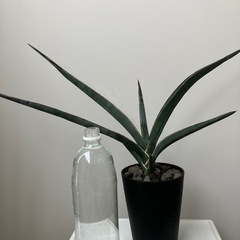 サンスベリア　虎の尾　植物
の画像