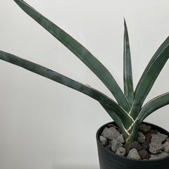サンスベリア　虎の尾　植物
の画像