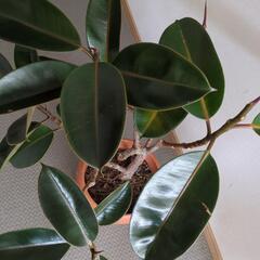 ♦無料♦ゴムの木　80センチ　観葉植物の画像