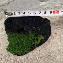 溶岩石  (穴有り)水草 レイアウト の画像