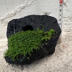 溶岩石  (穴有り)水草 レイアウト の画像