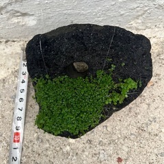 溶岩石  (穴有り)水草 レイアウト の画像