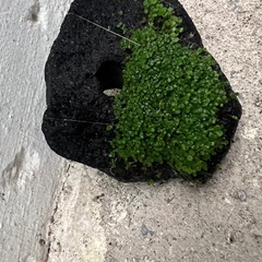 溶岩石  (穴有り)水草 レイアウト の画像