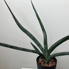 サンスベリア　虎の尾　植物　　の画像