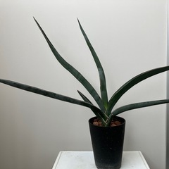 サンスベリア　虎の尾　植物　　の画像