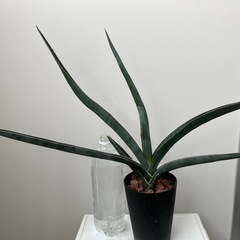 サンスベリア　虎の尾　植物　　の画像