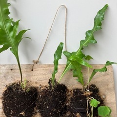 ミクロソリウム　植物の画像