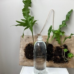 ミクロソリウム　植物の画像