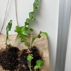ミクロソリウム　植物の画像