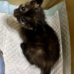 里親さん決まりました　ちょと変わった毛色の子1ヶ月