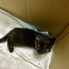 里親さん決まりました　ちょと変わった毛色の子1ヶ月 - 多気郡