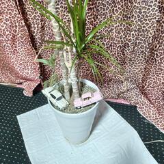 値下げ🖐️1️⃣🌴🌴ドラセナ·マルギナータ🌴🌴アフリカ産の画像