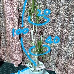 値下げ🖐️1️⃣🌴🌴ドラセナ·マルギナータ🌴🌴アフリカ産の画像