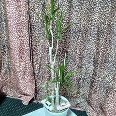 値下げ🖐️1️⃣🌴🌴ドラセナ·マルギナータ🌴🌴アフリカ産の画像