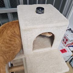 キャットタワーの画像