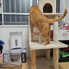キャットタワーの画像