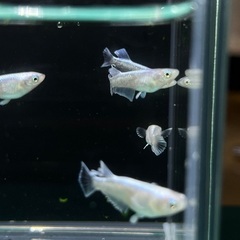 【メダカ】レーヴ　7匹の画像