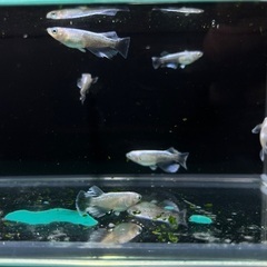 【メダカ】レーヴ　7匹の画像