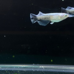 【メダカ】レーヴ　7匹の画像