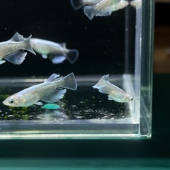 【メダカ】レーヴ　7匹の画像