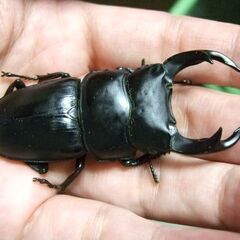 三重県産オオクワガタ F1 ♂68ミリ ♀44ミリ ペアの画像