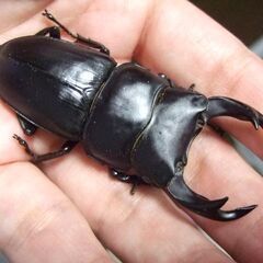 三重県産オオクワガタ F1 ♂68ミリ ♀44ミリ ペアの画像