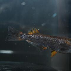 メダカ　そう　稚魚〜幼魚5匹！累代率高めです。の画像
