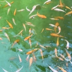 錦鯉の稚魚の画像